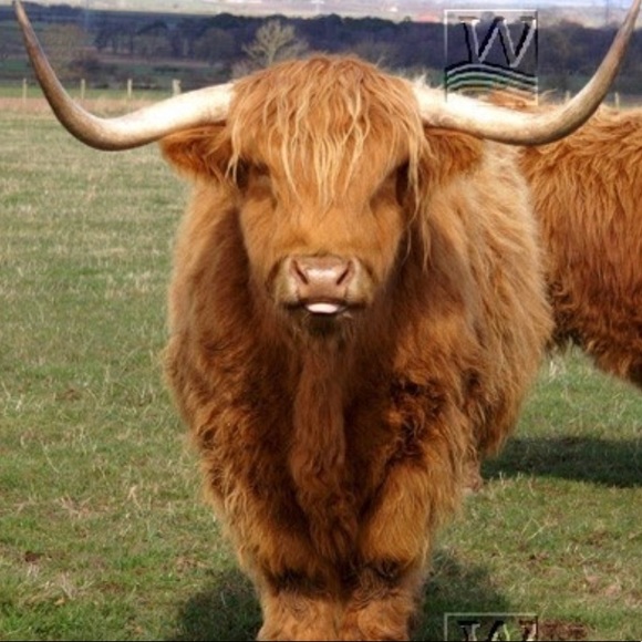 Meet your Posher, Beth - Picture 1 of 1